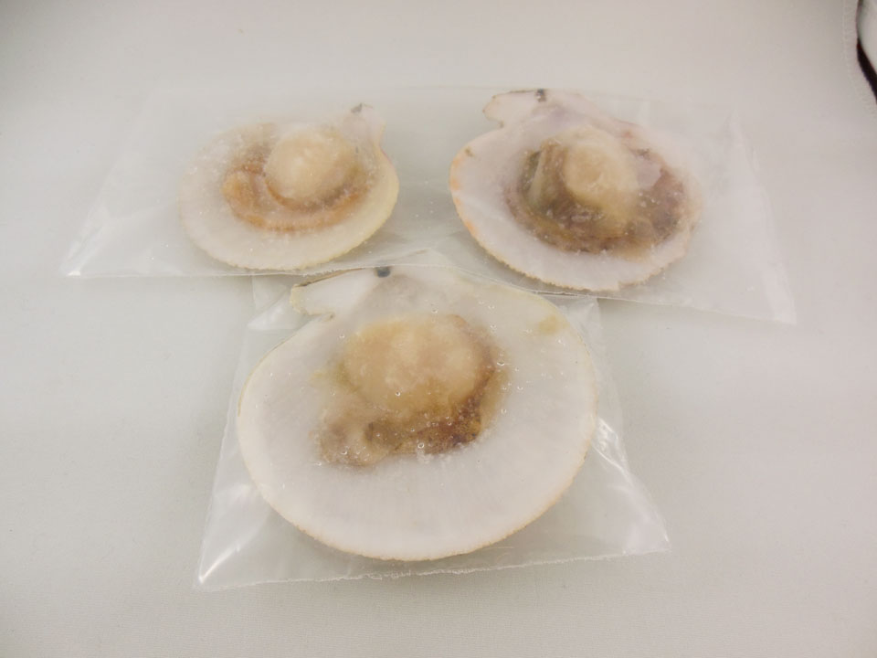 Large Shelled Scallop