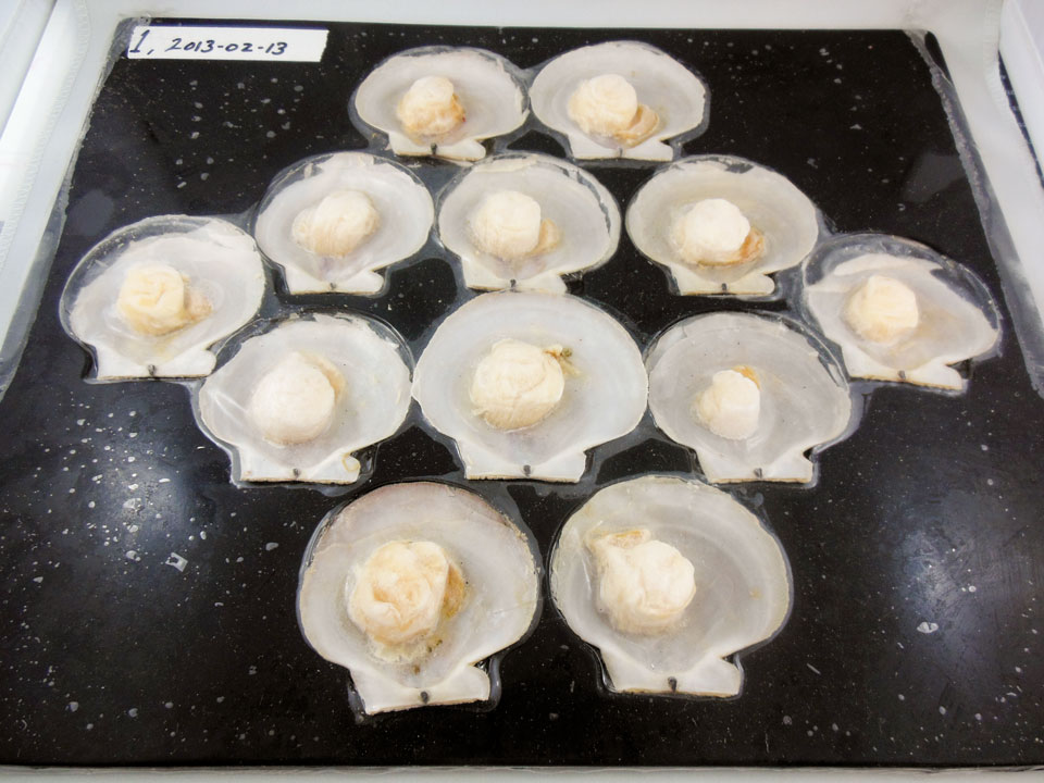 Shelled Scallop
