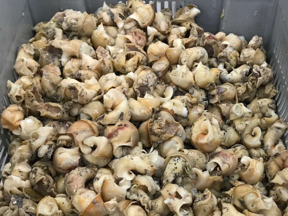 Whelk Meat